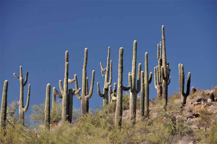 off 87th ave cacti